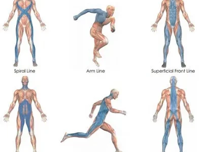 Myofasziale Kettensysteme Basisausbildung
